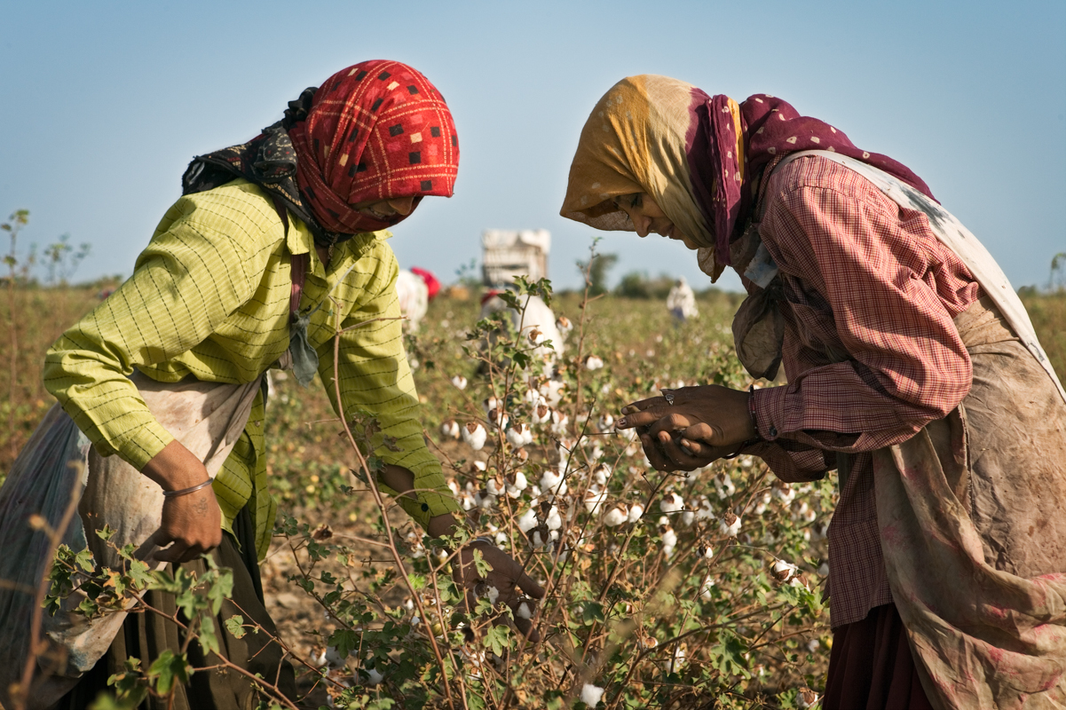 red-cotton-harvesters.jpg